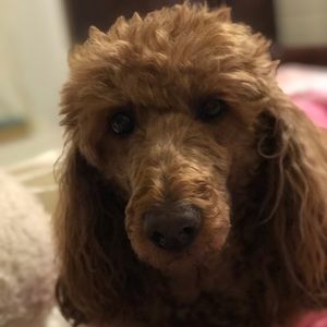 Meet your Posher, Geri